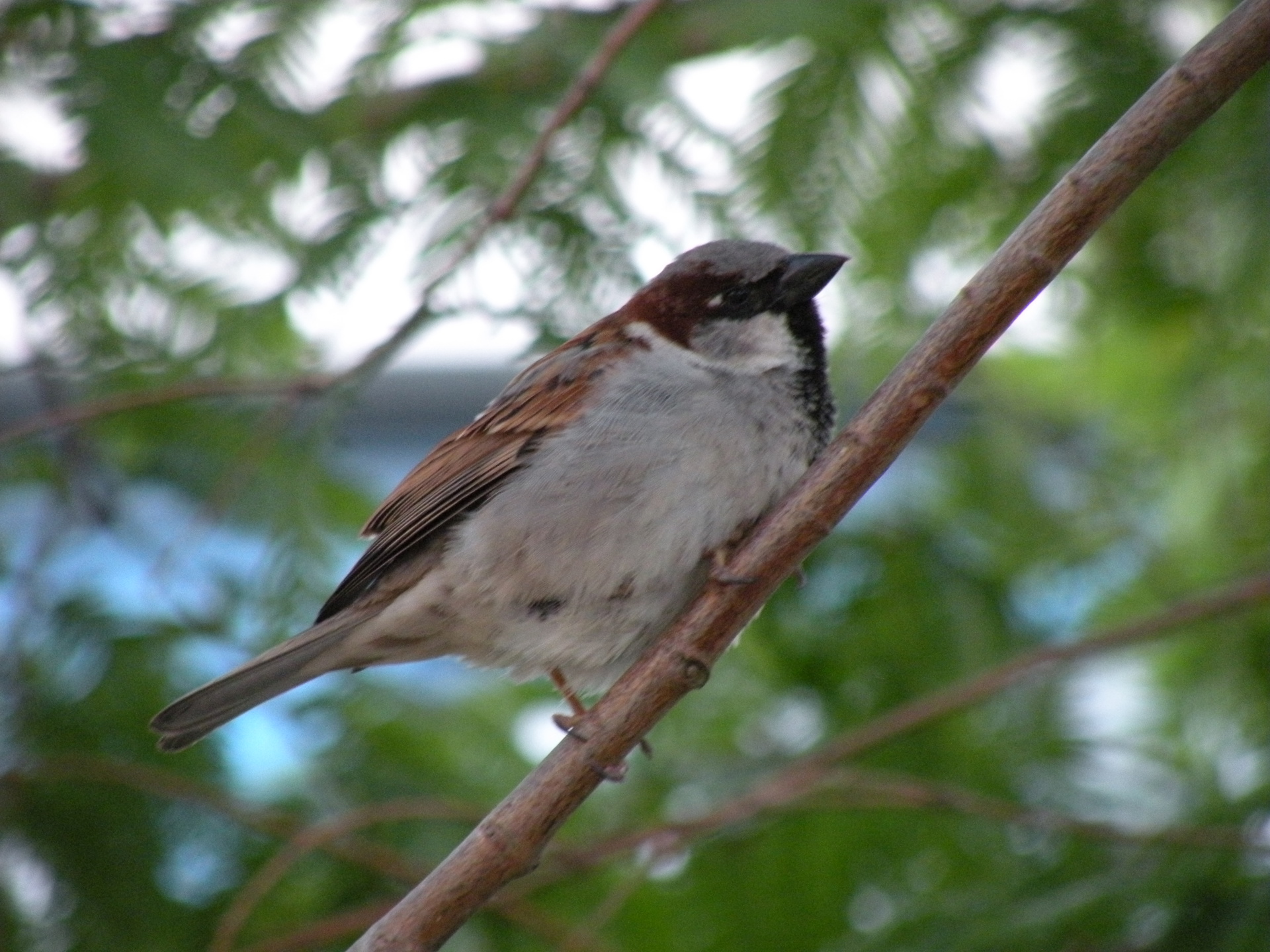 Passer Domesticus ; Huismus 008